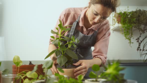 Crop female gardener transplanting autograph tree