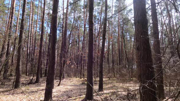 Forest with Pines with High Trunks During the Day