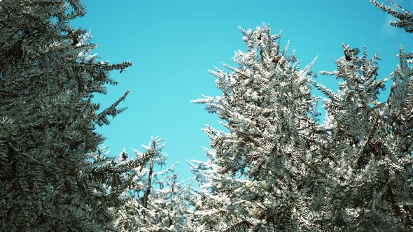 Winter Calm Forest at Sunny Day