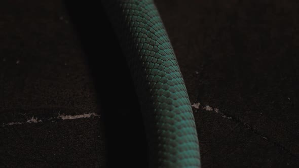 Closeup of Blue Venomous Pit Vipers Skin