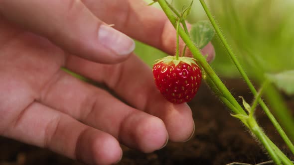 Touching of Ripe Red Strawberry on Sprout Closeup Hand Holding Little Seedling Growing with Berry in