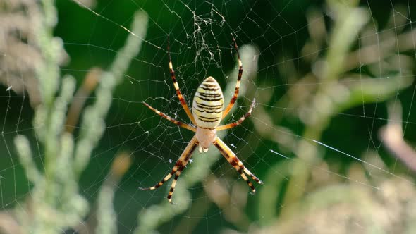 Large Spider Closeup on a Web Against a Background of Green Nature in Forest