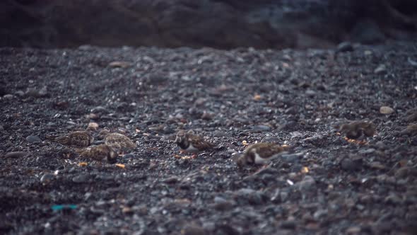 A Flock of Small Coastal Birds Ruddy Turnstone Turns Over Pebbles and Digs Up Trash