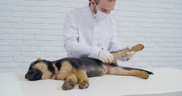 Cute German Shepherd Puppy Getting Medical Care at Clinic