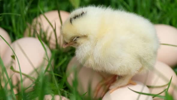 Yellow Little Chicken Sleeping on the Green Grass Near the Eggs