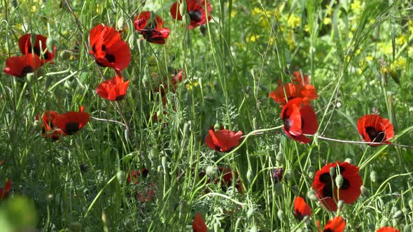 Field Poppies on a Spring Summer Meadow on a Sunny Day