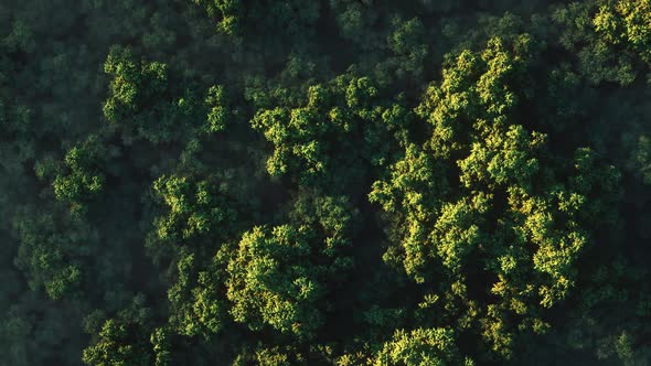 Green Forest in Fog on a Sunny Day