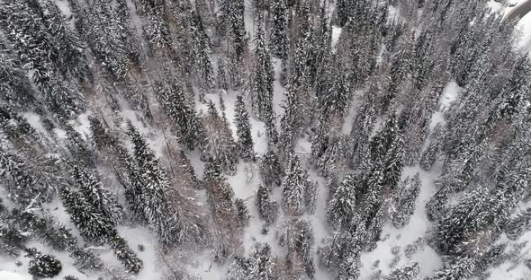 Forward Overhead Vertical Aerial Above Woods Snowy Forest