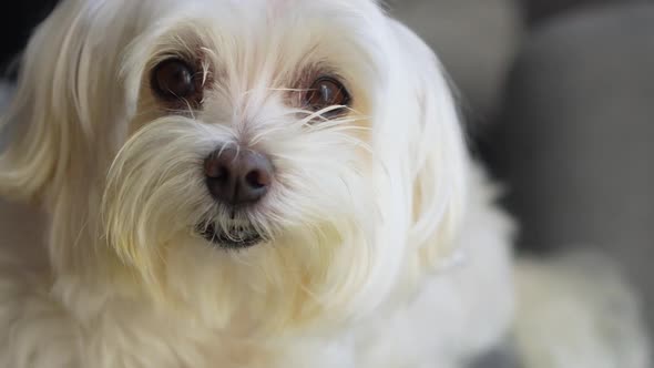 Cute maltese dog looking at the camera in slow motion close-up shot