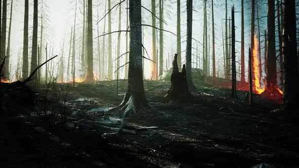Wildfire Burns Ground in Forest