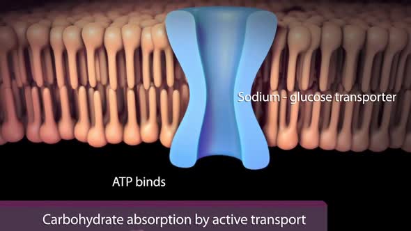 In the small intestine, pancreatic amylase begins to break down polysaccharides into disaccharides.