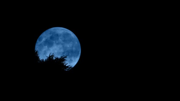 Moon Behind The Trees At Night