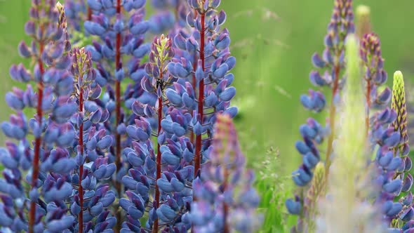 Bush Of Wild Flowers Lupine In Summer Field Meadow Panorama Summer Background