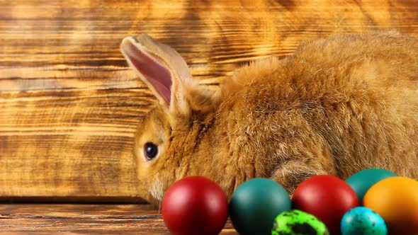 Curious Little Fluffy Brown Bunny Sits on a Wooden Background with Multicolored Painted Easter Eggs