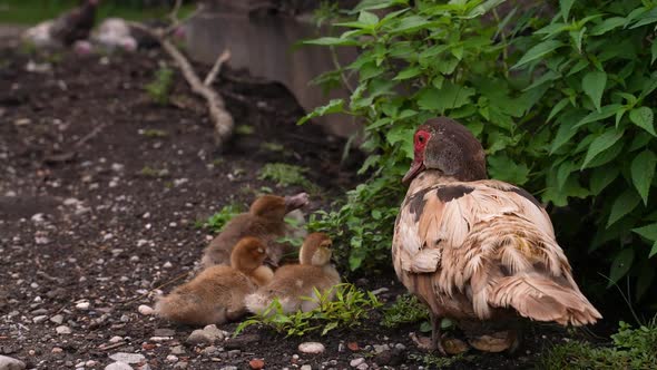 Female Duck with Her Baby Duckling