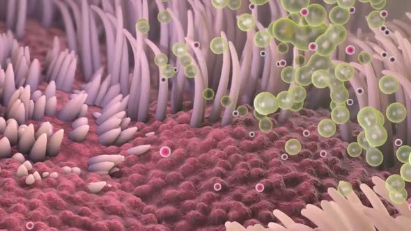 Mucus formation in human lungs