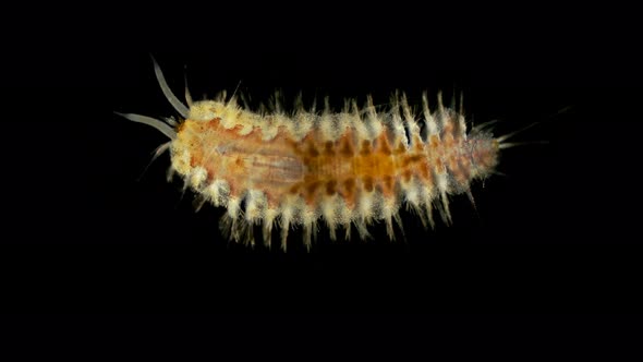 Harmothoe Sp. Under the Microscope, of the Polynoidae Family, This Genus Has Bioluminescent Species