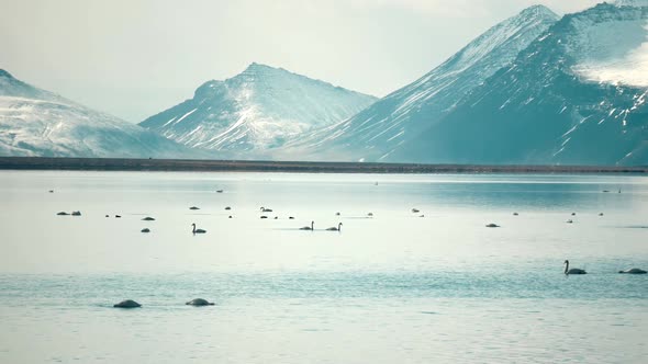 Swan Bird Lake Winter Mountains Nature Animal Wild