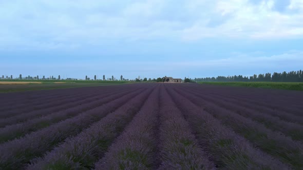 Flying over the lavender fields in a rural landscape