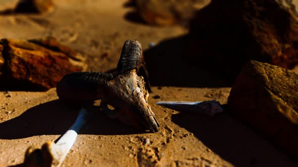 Ram Skull at Sand Beach