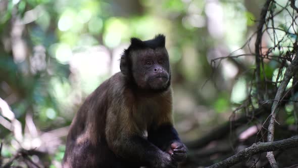 Capuchin Monkey in jungle eating