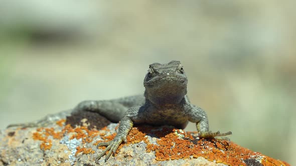 Western Fence Lizard basking in the sun