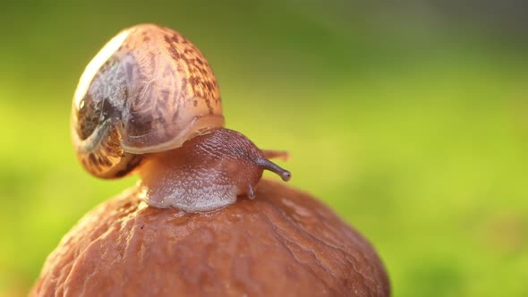 Close-up of a Snail Slowly Creeping in the Sunset Sunlight