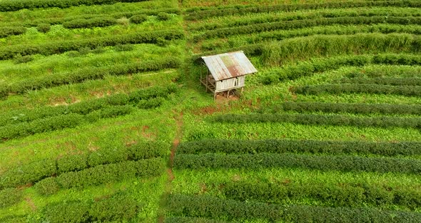 Aerial View of Tea Plantation Terrace on Mountain