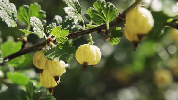 Gooseberries on a Bush in the Garden