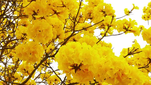 Yellow Tabebuia Flower Blossom