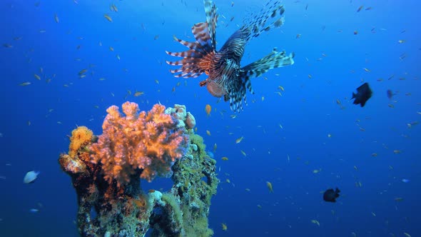 Underwater Lionfish Open Mouth