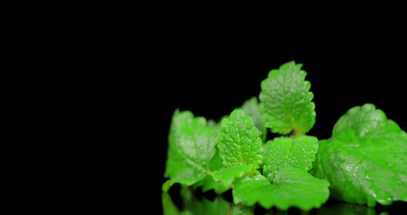 Fresh Aromatic Mint Slowly Rotates. 