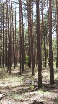 Vertical Video of Forest Landscape with Pine Trees in Summer Slow Motion