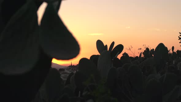 Granada at sunset seen behind cactuses