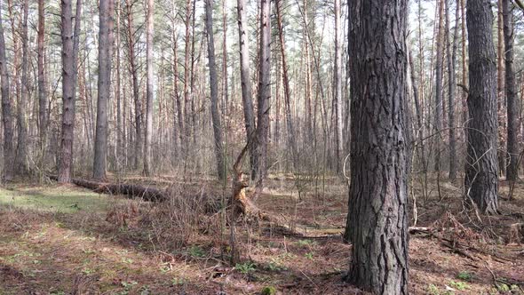 Trees in a Pine Forest During the Day Aerial View