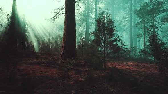 Deep in the Forest on a Misty Morning alt