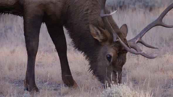 A herd of wild elks in the Rocky Mountain National Park