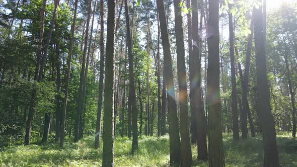 Trees in the Forest By Summer Day