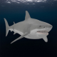 Shark 3d Model - 3DOcean Item for Sale