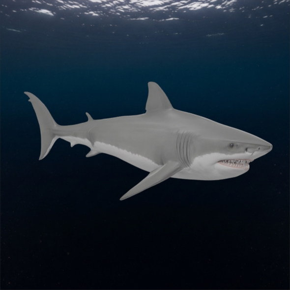 Shark 3d Model
