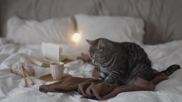 Fluffy Cat Paws on a Warm Plaid in Bed