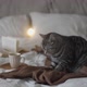Fluffy Cat Paws on a Warm Plaid in Bed - VideoHive Item for Sale