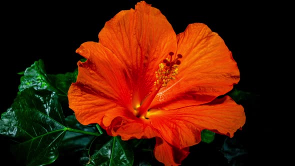 Neon Electric Hibiscus Open its Flower in Time Lapse