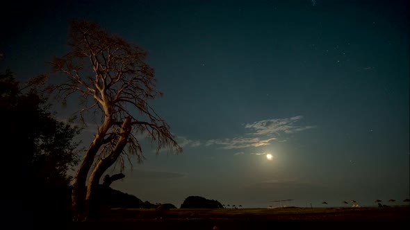 Dry Tree at Night Against the Background of the Night Sky and Moving Clouds.