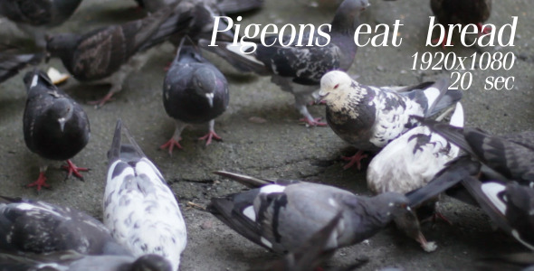 Pigeons Eat Bread