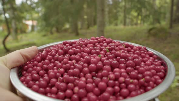 SLOW MOTION, a bowl of foraged Lingonberries is carried through a forest