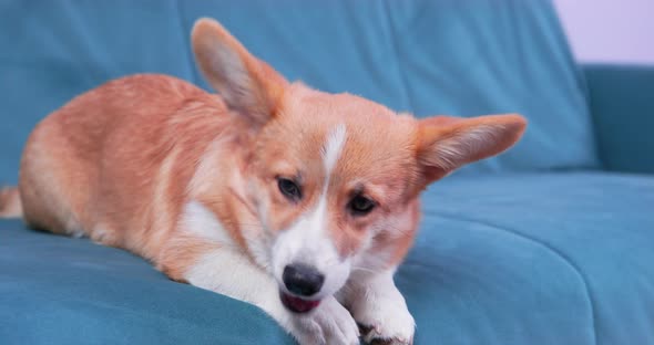 Mischievous Welsh Corgi Pembroke or Cardigan Puppy is Lying on Couch and Chewing a Treat Thoroughly