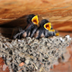 Swallows - VideoHive Item for Sale