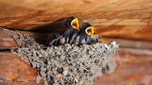 Swallows