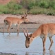 Wild Saiga Antelope or Saiga Tatarica Drinks in Steppe - VideoHive Item for Sale